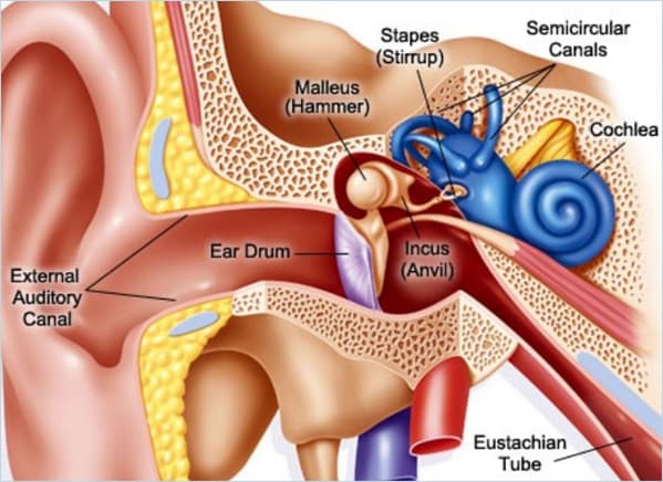 CONDUCTIVE HEARING LOSS image 1