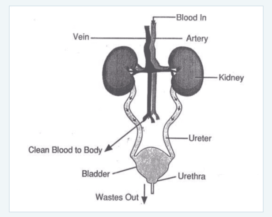 KIDNEY DISEASE Image 1