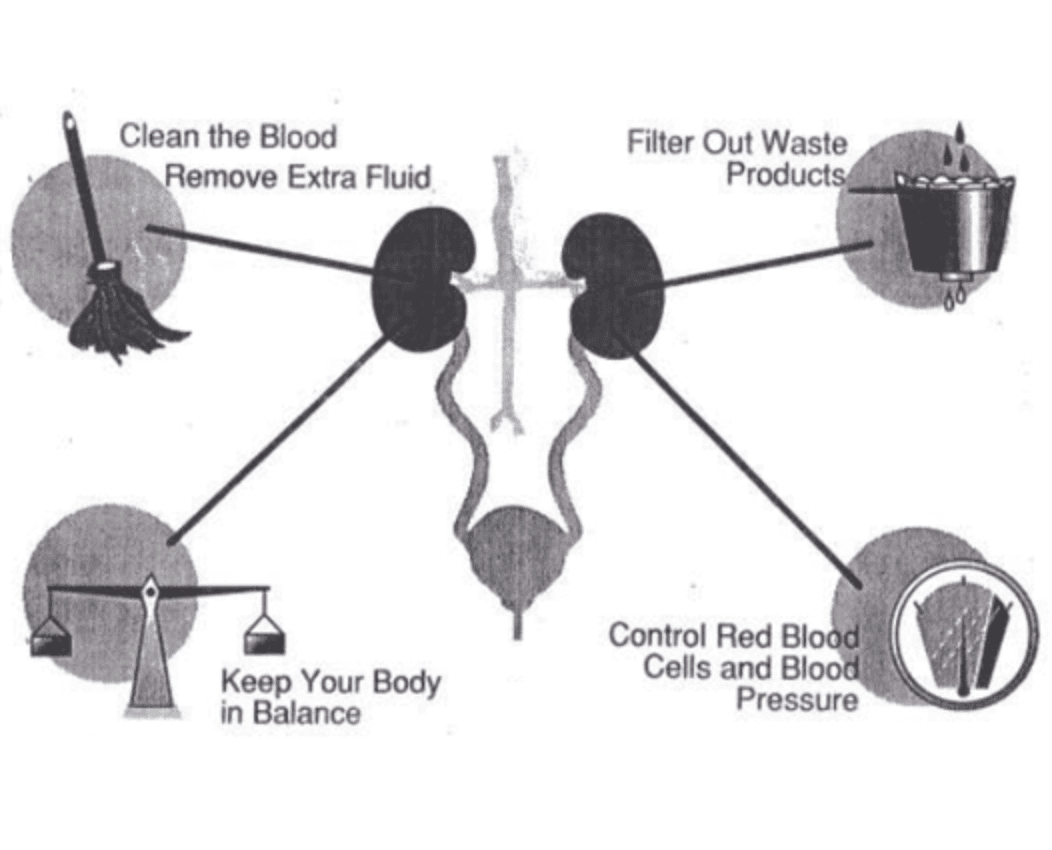 KIDNEY DISEASE Image 2