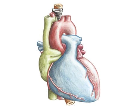 Schematic view of the heart