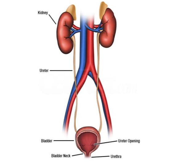 HOW TO PROTECT YOUR SHUNT Image 1