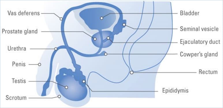 MALE INFERTILITY image 2